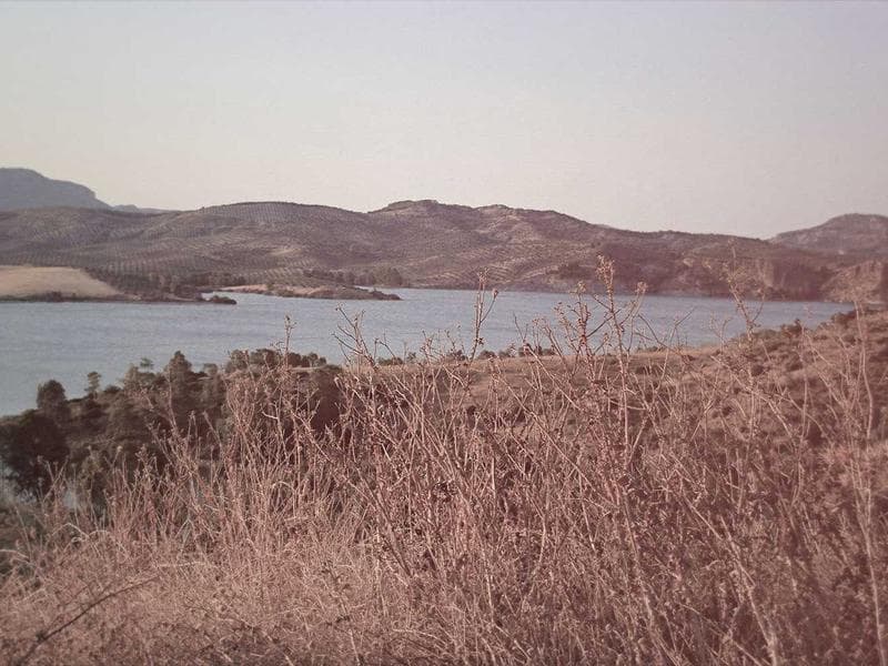 Die rote Zwiebel von Tropea: Das süße Gold Kalabriens